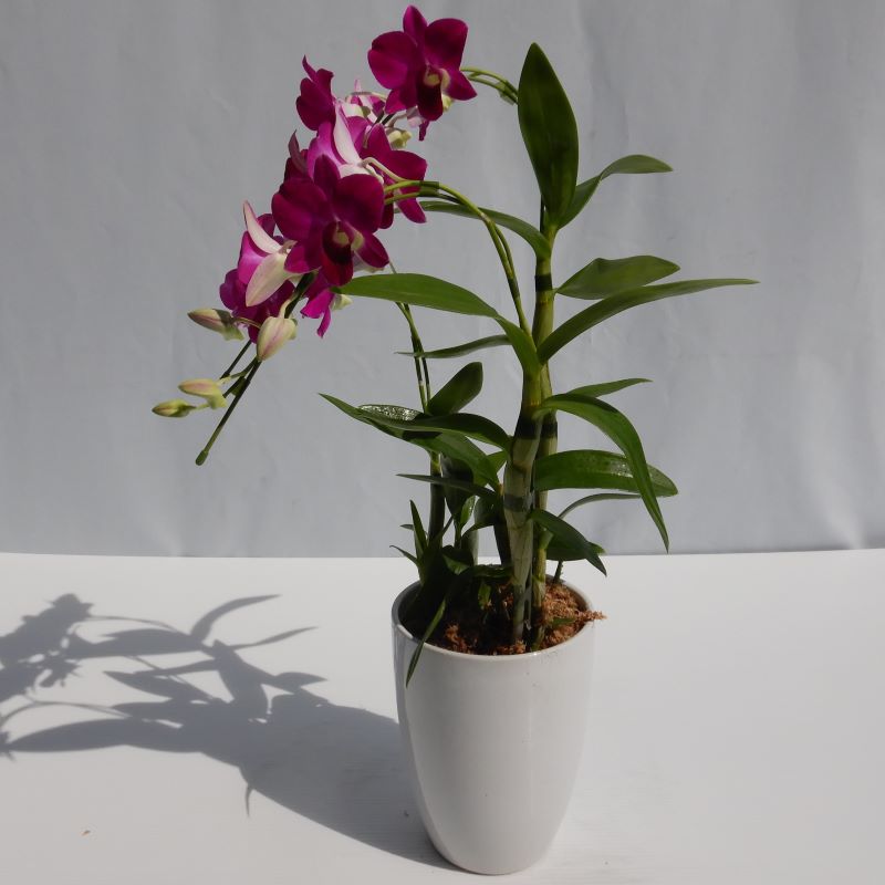 デンファレ（洋蘭）3本立　鉢物　濃いピンク系　☆品種おまかせ　※離島不可